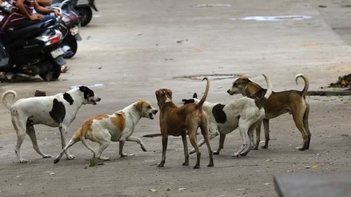 स्ट्रीट डॉग्स पर सुप्रीम कोर्ट का बड़ा फैसला, Dog लवर्स को लगाई कड़ी फटकार, जानें पूरा मामला दिल्ली में 5000 शेल्टर बनाने का निर्देश