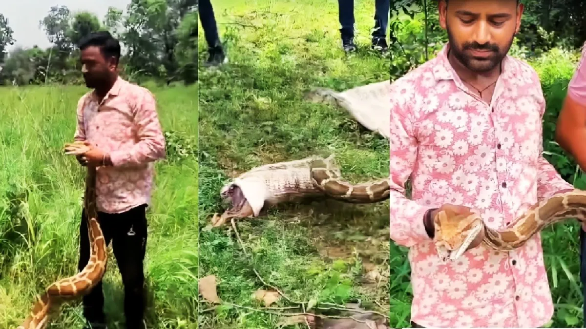python swallowed dog in Chittorgarh, giant snake rescue Rajasthan, 15 feet python news, Chittorgarh wildlife incident, python rescue operation
