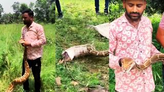 Video: सरक नहीं पा रहा था 75 किलो का अजगर, कर्मचारी ने पूंछा खींचा तो हैरान करने वाला नजारा आया सामने NewsTak