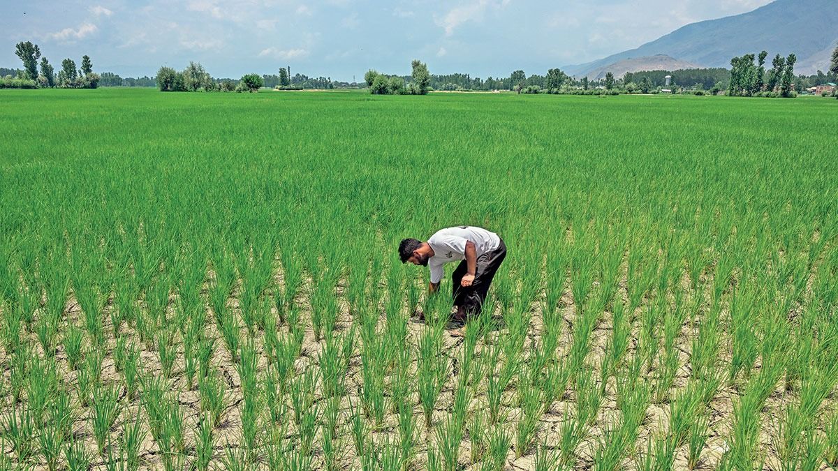 हरियाणा की धरती पर लूट का खेल, लैंड पूलिंग नीति के नाम पर किसानों की जमीन हड़पने का आरोप NewsTak