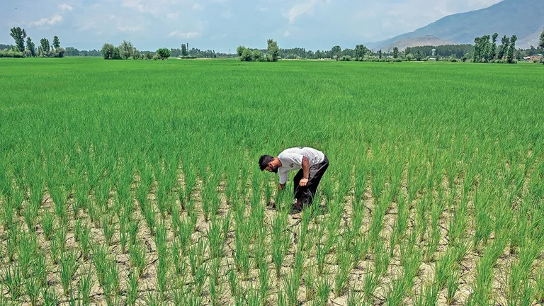 हरियाणा की धरती पर लूट का खेल, लैंड पूलिंग नीति के नाम पर किसानों की जमीन हड़पने का आरोप NewsTak
