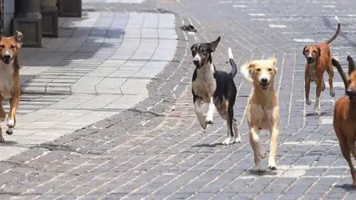 Kanpur Dog Attack: कॉलेज से लौट रही 21 साल की छात्रा पर आवारा कुत्तों ने किया हमला, दो हिस्सों में फटा गाल, 17 टांके लगे