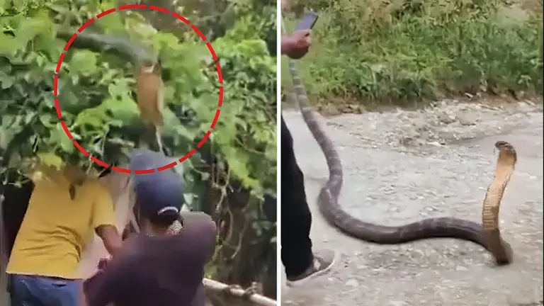 12 फीट लंबे किंग कोबरा ने रेस्क्यू टीम पर किया अचानक हमला, सामने आया खौफनाक VIDEO King Cobra Viral Video