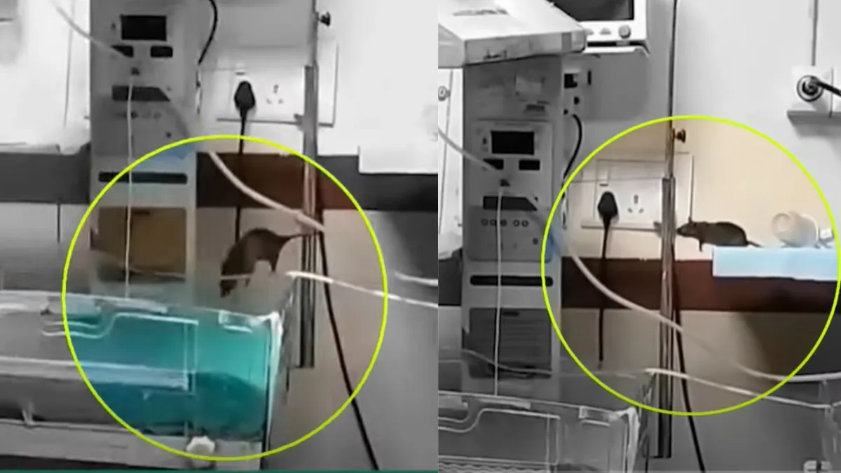 अस्पताल में चूहे से परेशान 