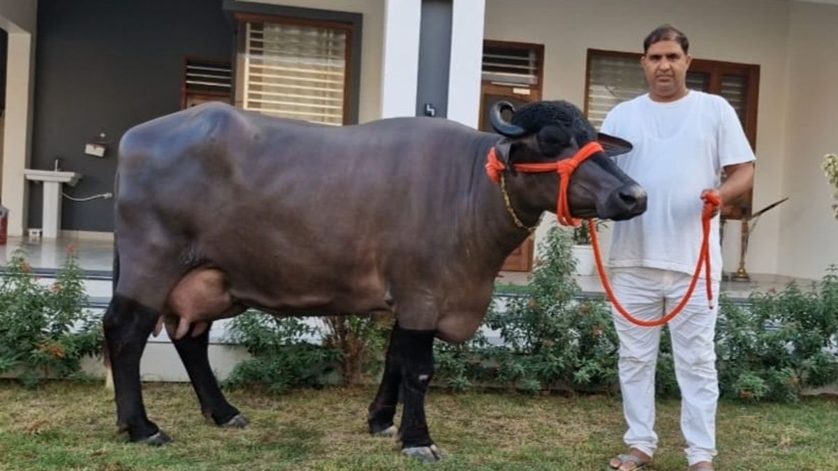 हिसार की मुर्रा भैंस 'राधा' ने बनाया वर्ल्ड रिकॉर्ड, 35 किलो से ज्यादा दूध देकर दुनिया में बनी नंबर-1 hisar murrah buffalo