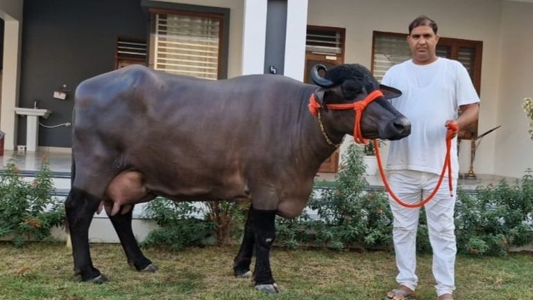 हिसार की मुर्रा भैंस 'राधा' ने बनाया वर्ल्ड रिकॉर्ड, 35 किलो से ज्यादा दूध देकर दुनिया में बनी नंबर-1 hisar murrah buffalo