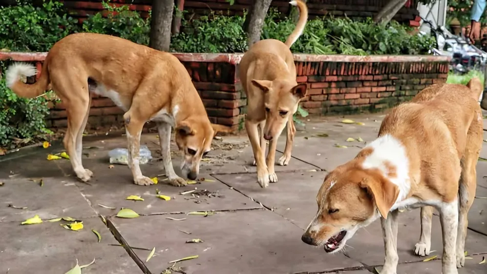 Delhi Stray Dog Attack Jawaharlal Nehru Stadium
