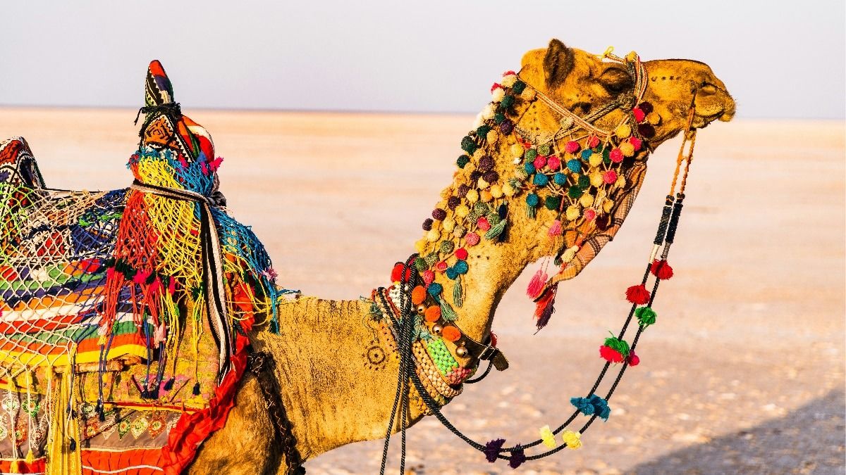 फ्लाइट, होटल और खाना...IRCTC लेकर आया हेरिटेज टूर पैकेज, सिर्फ ₹45,000 में शुरू, जानें पूरी डिटेल IRCTC tourism