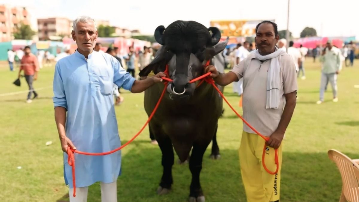 8 करोड़ का भैंसा ‘विधायक’ का मेरठ किसान मेले में जलवा...जानें कैसे तय की जाती है कीमत