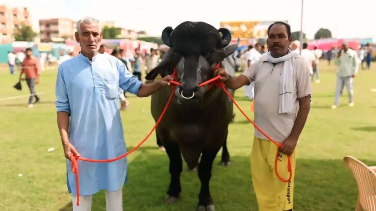  8 crore buffalo