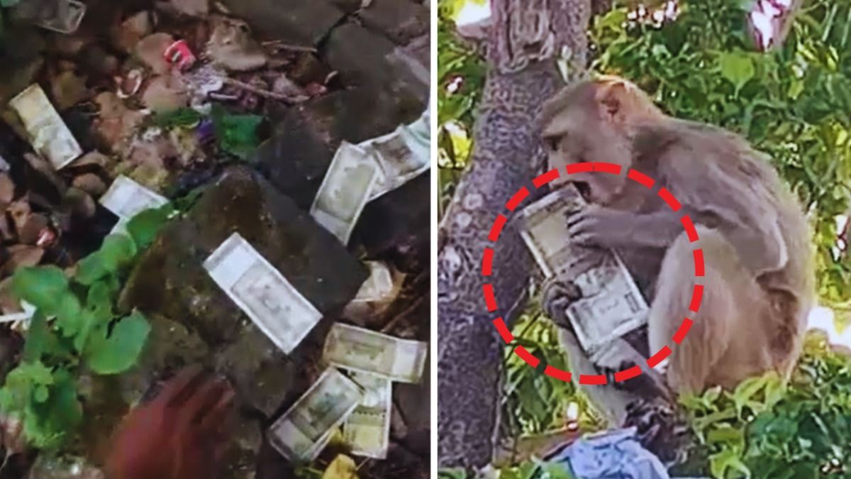 प्रयागराज में 500 रुपये के नोटों का बंडल लेकर पेड़ पर चढ़ा बंदर...फिर अगले ही पल किया हैरान करने वाला कारनाम 