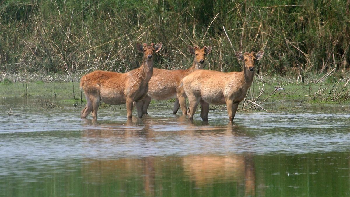 Dudhwa  National Park News