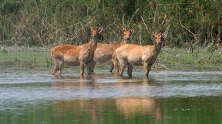 उत्तर प्रदेश: दुधवा नेशनल पार्क में ‘होलिस्टिक वेलनेस टूरिज्म' थीम पर बनाए जाएंगे लग्जरी कॉटेज, मिलेंगी ये एंडवास सुविधाएं NewsTak