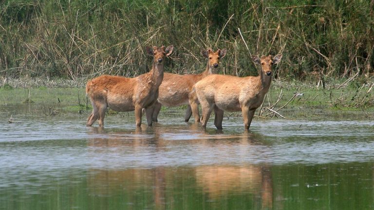 उत्तर प्रदेश: दुधवा नेशनल पार्क में ‘होलिस्टिक वेलनेस टूरिज्म' थीम पर बनाए जाएंगे लग्जरी कॉटेज, मिलेंगी ये एंडवास सुविधाएं Dudhwa National Park News