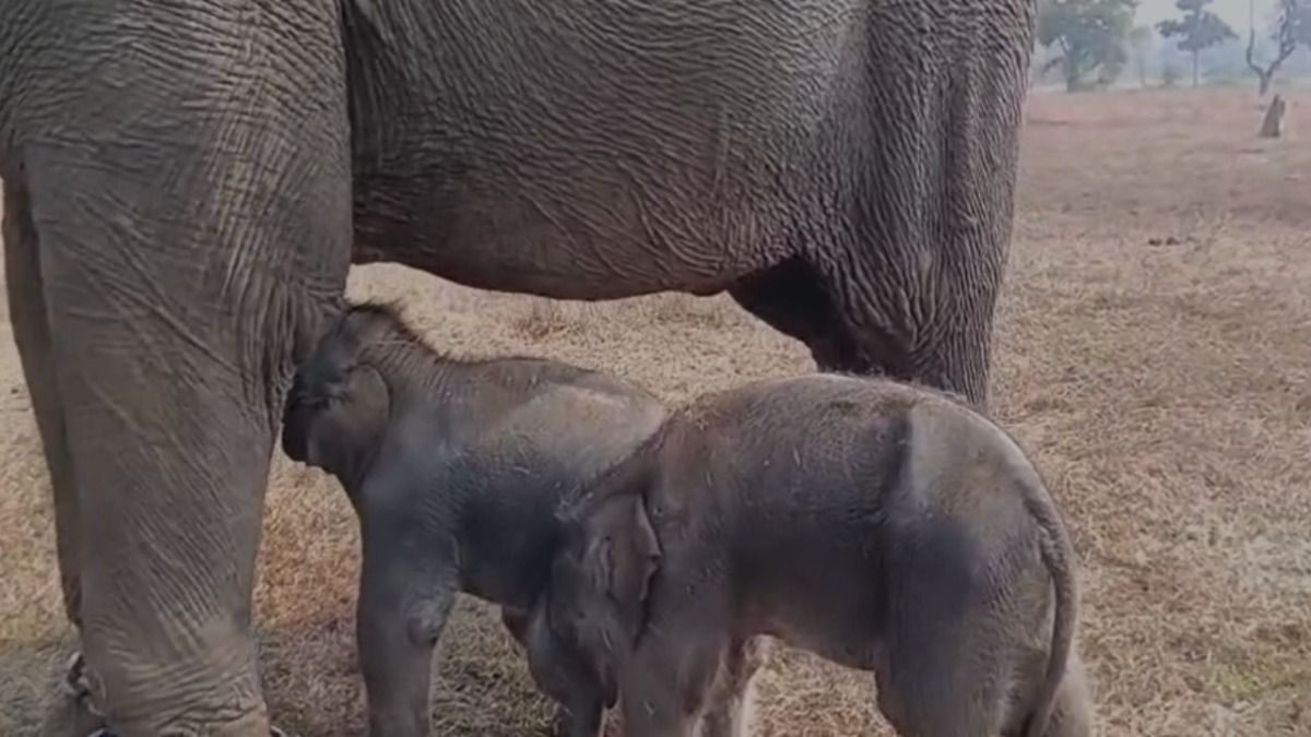 MP में हथिनी ने जुड़वां बच्चों को दिया जन्म, पन्ना टाइगर रिजर्व इतिहास में ऐसा पहली बार, जानिए कितना रेयर होता है ये!