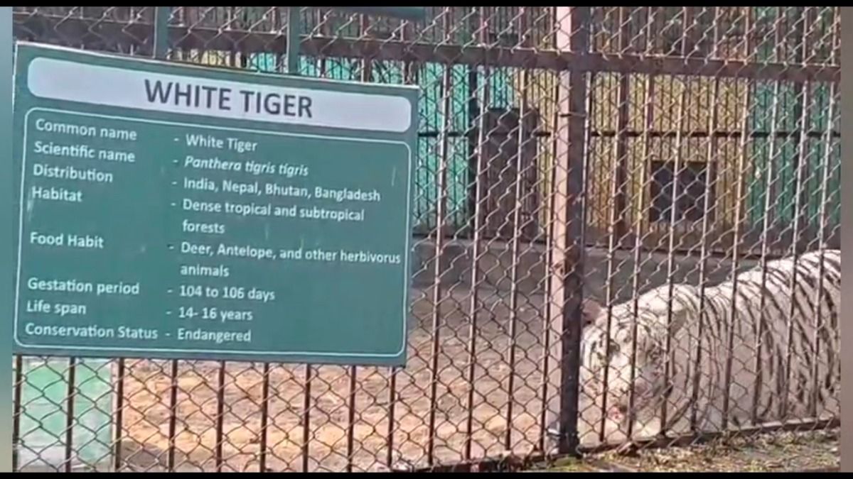 White tigress Jaya dies at Maitribag Zoo