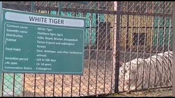 White tigress Jaya dies at Maitribag Zoo White tigress Jaya dies at Maitribag Zoo