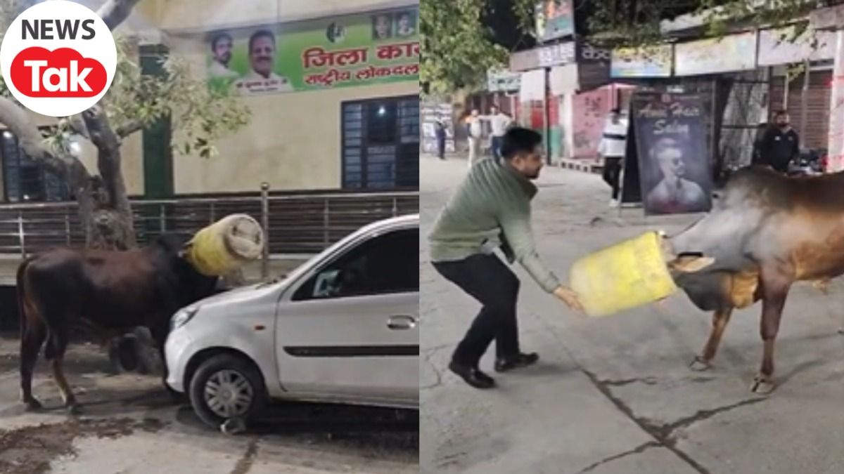 ड्रम में सिर फंसने के बाद बेकाबू हुआ सांड, बीच रोड पर किया तमाशा...फिर युवाओं ने ऐसे बचाई जान, देखें वीडियो 