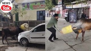 ड्रम में सिर फंसने के बाद बेकाबू हुआ सांड, बीच रोड पर किया तमाशा...फिर युवाओं ने ऐसे बचाई जान, देखें वीडियो NewsTak