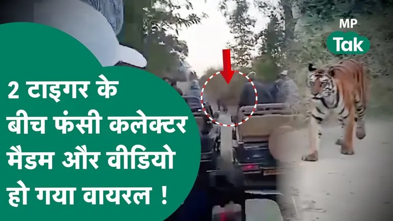 MP: पन्ना टाइगर रिजर्व में 2 टाइगर के बीच फंसी कलेक्टर मैडम, फिर किया कुछ ऐसा की वीडियो होने लगा वायरल मध्य प्रदेश का ये वीडियो जमकर हो रहा है वायरल