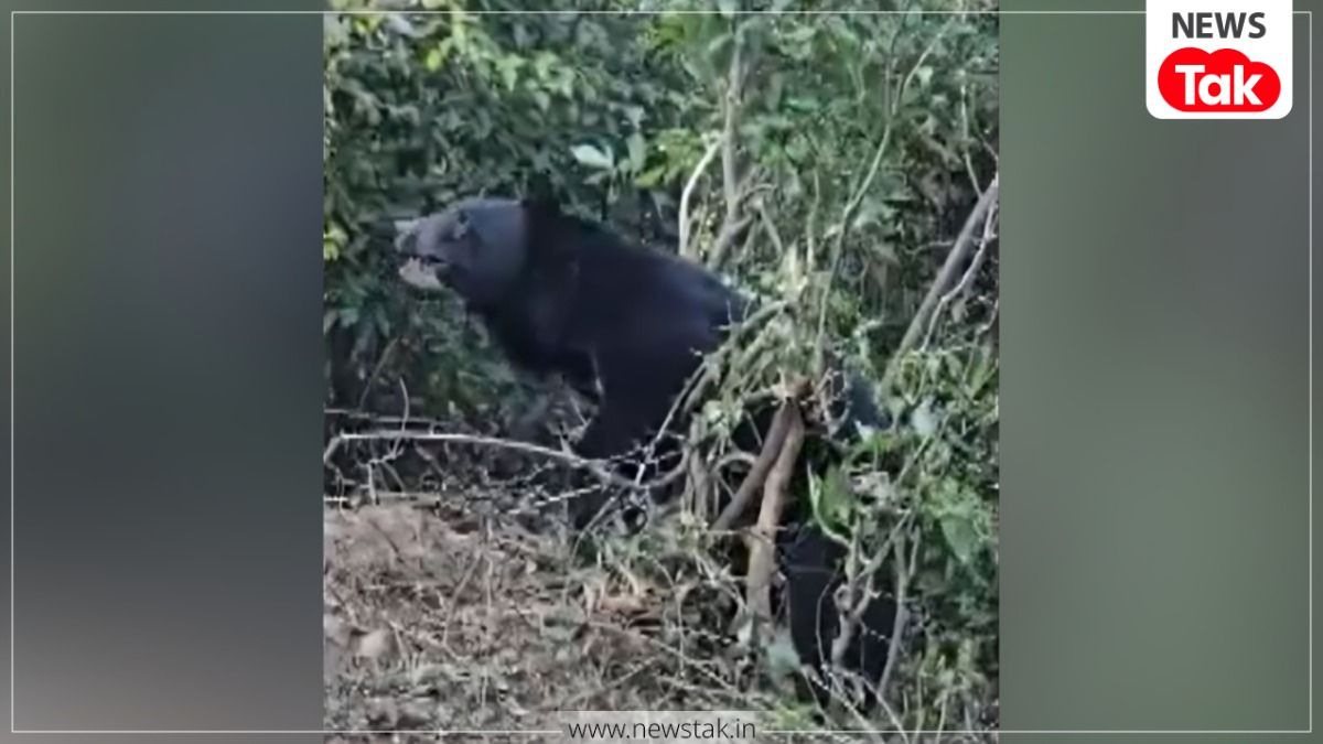 स्कूल की क्लास से छात्र को खींच ले गया भालू, चमोली का हैरान करने वाला मामला, घटना के बाद DM ने लिया बड़ा फैसला