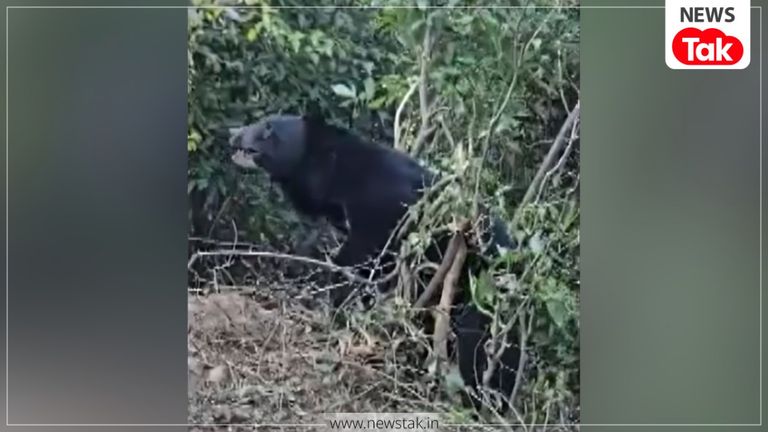 चमोली: क्लास से छात्र को खींच ले गया भालू, चमोली का हैरान करने वाला मामला, घटना के बाद DM ने लिया बड़ा फैसला चमोली में जंगली भालुओं का आतंक