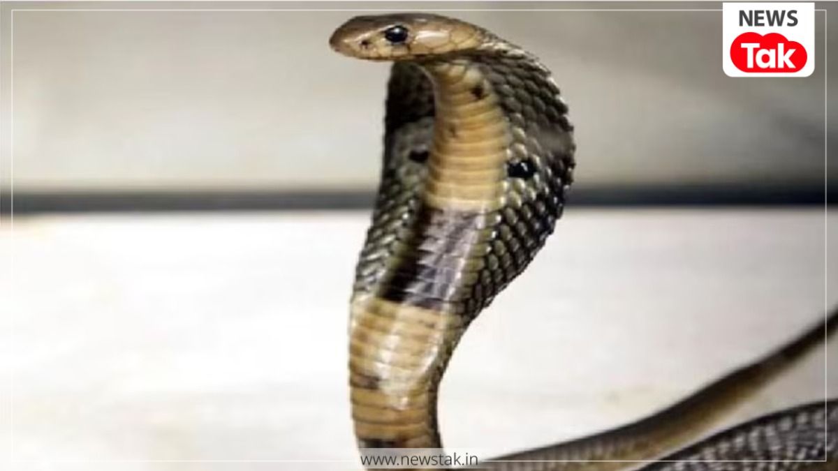 नूंह में क्रूरता का खौफनाक चेहरा, 10 सांपों को मारकर पेड़ से लटकाया, एक्शन की तैयारी