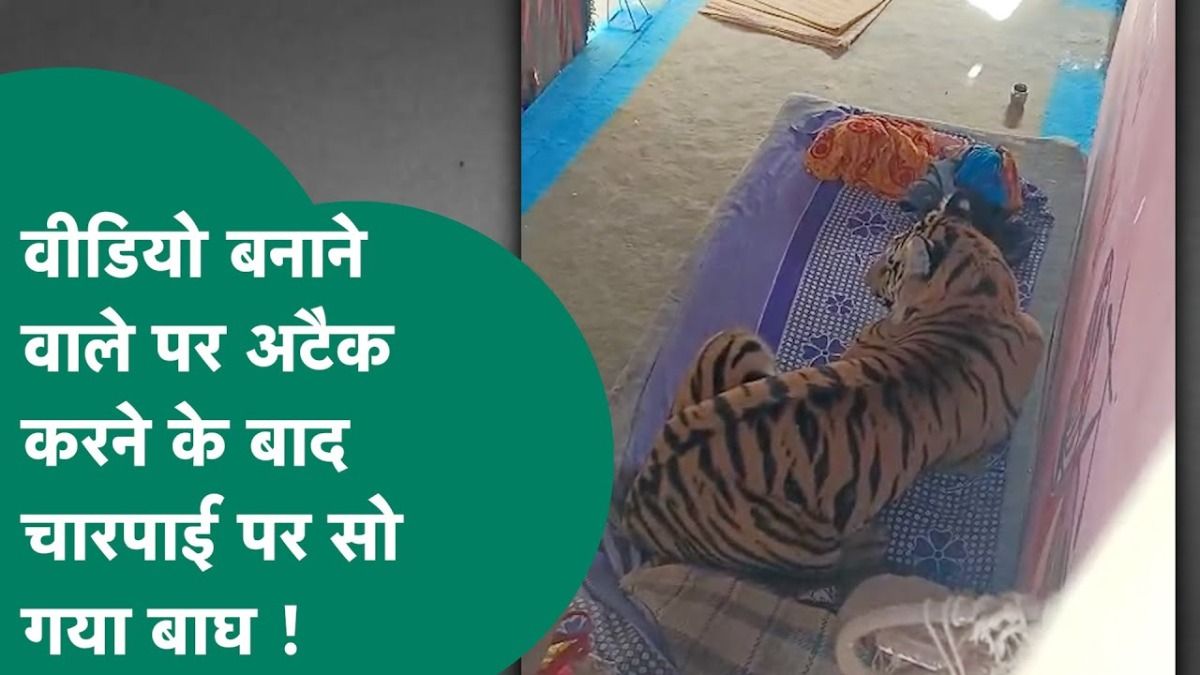 घर में घुसा खूंखार बाघ, चारपाई पर पसरा देख युवक बनाने लगा वीडियो और फिर जो हुआ... रूह कांप जाएगी! MP News
