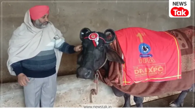 51 लाख की भैंस, 29 किलो दूध और ईनाम में बुलेट! अंबाला की 'सुंदरा' का कुरुक्षेत्र में बजा डंका Murrah buffalo news