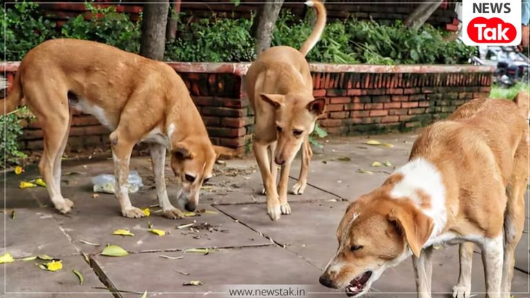 कोटा में कुत्तों का 'तांडव': कलेक्ट्रेट परिसर में तहसीलदार समेत 22 लोगों को काटा, अस्पताल में मची अफरा-तफरी Kota dog attack