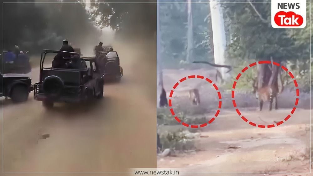 टाईगर...टाईगर...सफारी के दौरान दिखा बाघ तो पीछे दौड़ाई जिप्सियां, वीडियो वायरल हुआ तो DFO ने लिया बड़ा एक्शन
