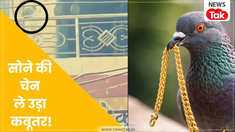 नागौर में कबूतर ने मचाया हड़कंप: कारीगर के सामने से 1 लाख रुपए की सोने की चेन चोंच में दबाकर हो गया 'फुर्र', देखते रह गए लोग NewsTak