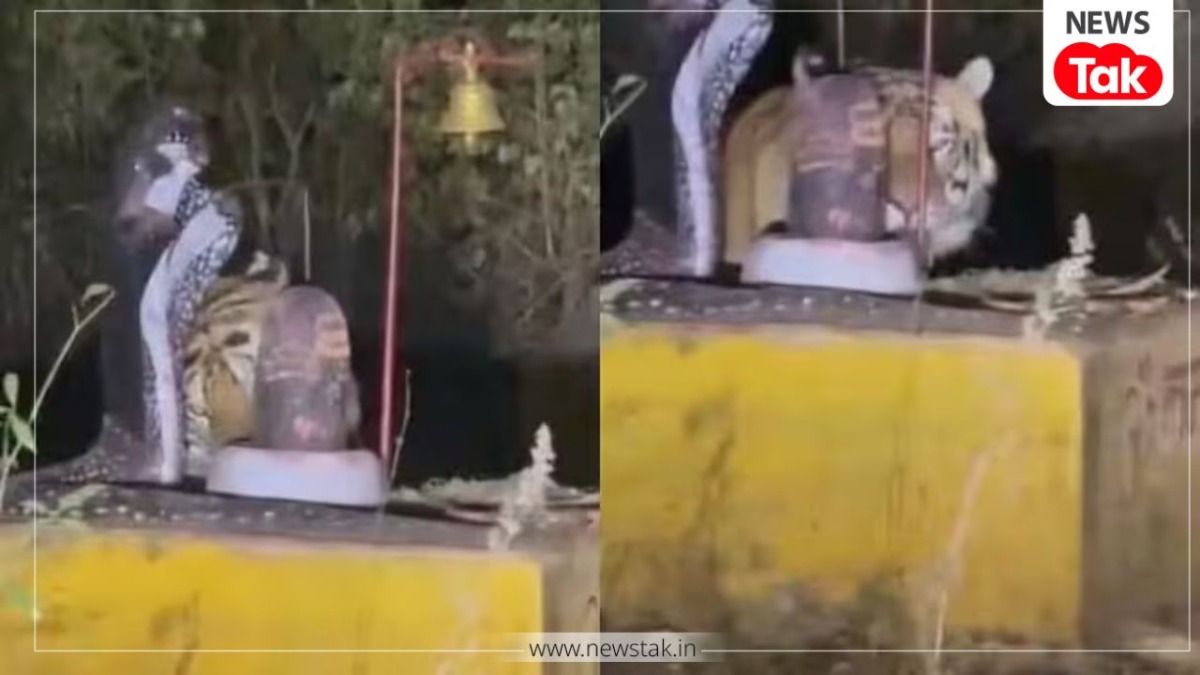 मध्य प्रदेश: शिवलिंग पर सिर रगड़ता दिखा बाघ, वायरल होने लगा शाहडार जंगल का हैरान करने वाला वीडियो 