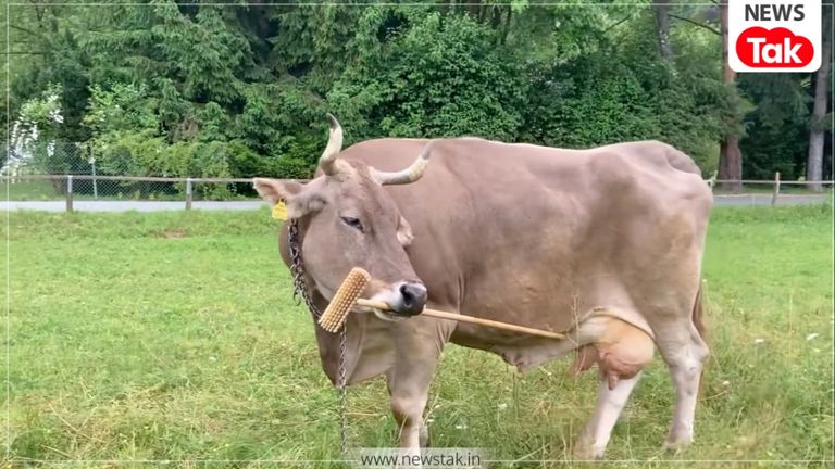 राजस्थान में अब गाय चराने पर मिलेगी सैलरी! मदन दिलावर ने किया 'गोवर्धन गांव ग्वाला' योजना का शंखनाद Govardhan Gaon Gwala Yojana