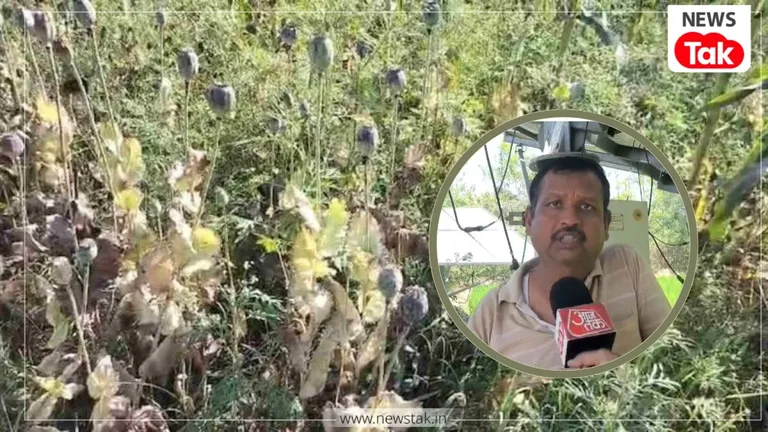 छत्तीसगढ़ में 'मिर्जापुर' जैसा खेल, मक्के के खेतों के बीच लहलहा रही थी 8 करोड़ की अफीम, ड्रोन उड़ा तो उड़े पुलिस के होश छत्तीसगढ़ न्यूज