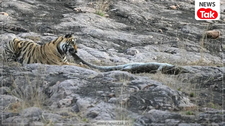 रणथंभौर में बाघिन 'शक्ति' का हैरतअंगेज कारनामा, पानी के राजा मगरमच्छ को ऐसे बनाया शिकार, VIDEO ने सबको चौंकाया Ranthambore
