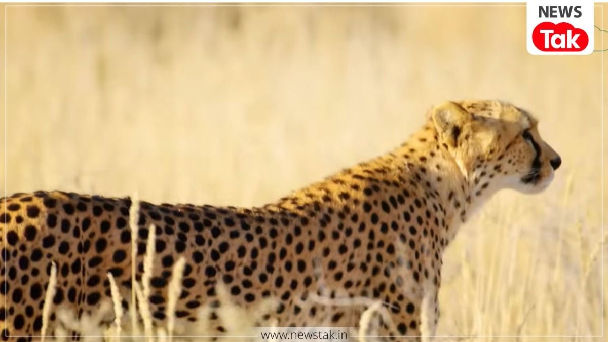 Kuno Cheetah Viral Video: कूनो से निकलकर मुरैना पहुंचा चीता, नीलगाय का शिकार करते देख उड़े ग्रामीणों के होश! प्रतिकात्मक तस्वीर