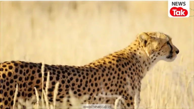 Kuno Cheetah Viral Video: कूनो से निकलकर मुरैना पहुंचा चीता, नीलगाय का शिकार करते देख उड़े ग्रामीणों के होश! प्रतिकात्मक तस्वीर