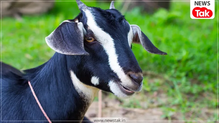 जिस बकरे का मांस खाया उसकी कहानी जानते ही परिवार में मचा हड़कंप, गाजियाबाद की पूरी फैमिली पहुंची अस्पताल Ghaziabad Viral News