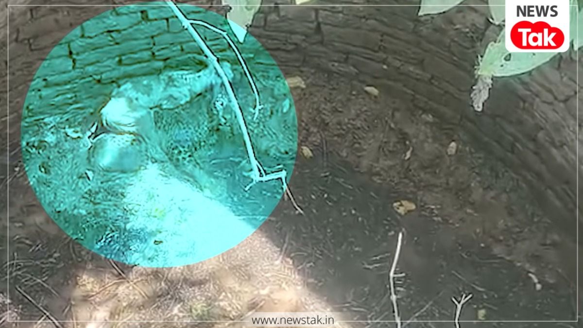 Panna Leopard Viral Video: