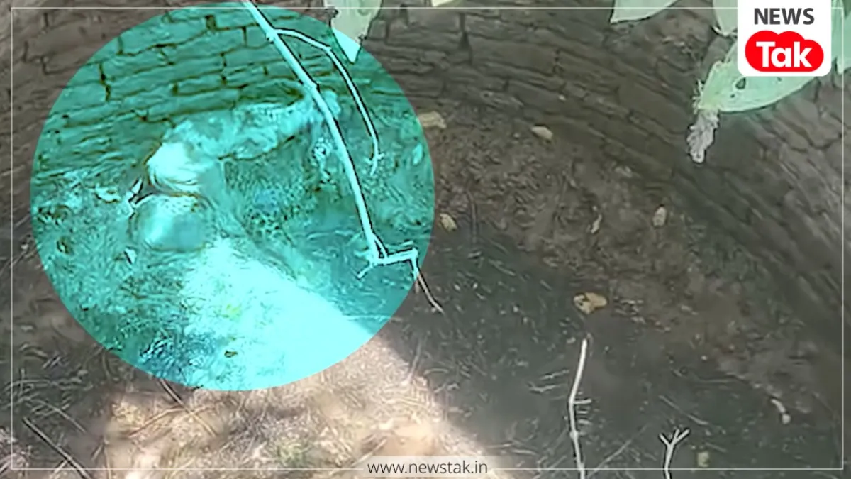 Panna Leopard Viral Video: