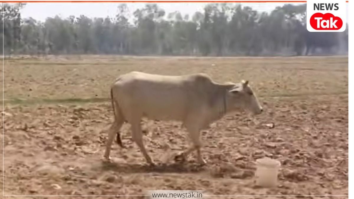 Cow Viral Video: 7 दिन से खेत में घूमती रही गाय, लोगों ने समझा चमत्कार और लगे पूजने, सच पता चला तो... Viral Video