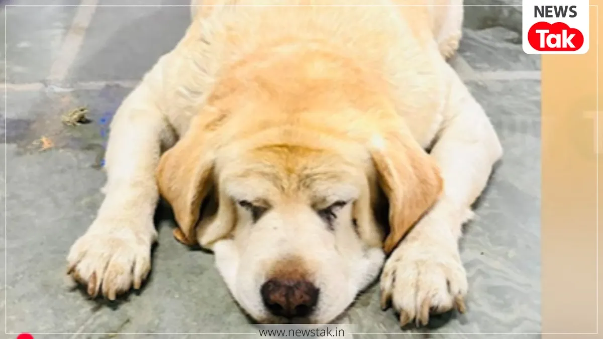 dog jimmy