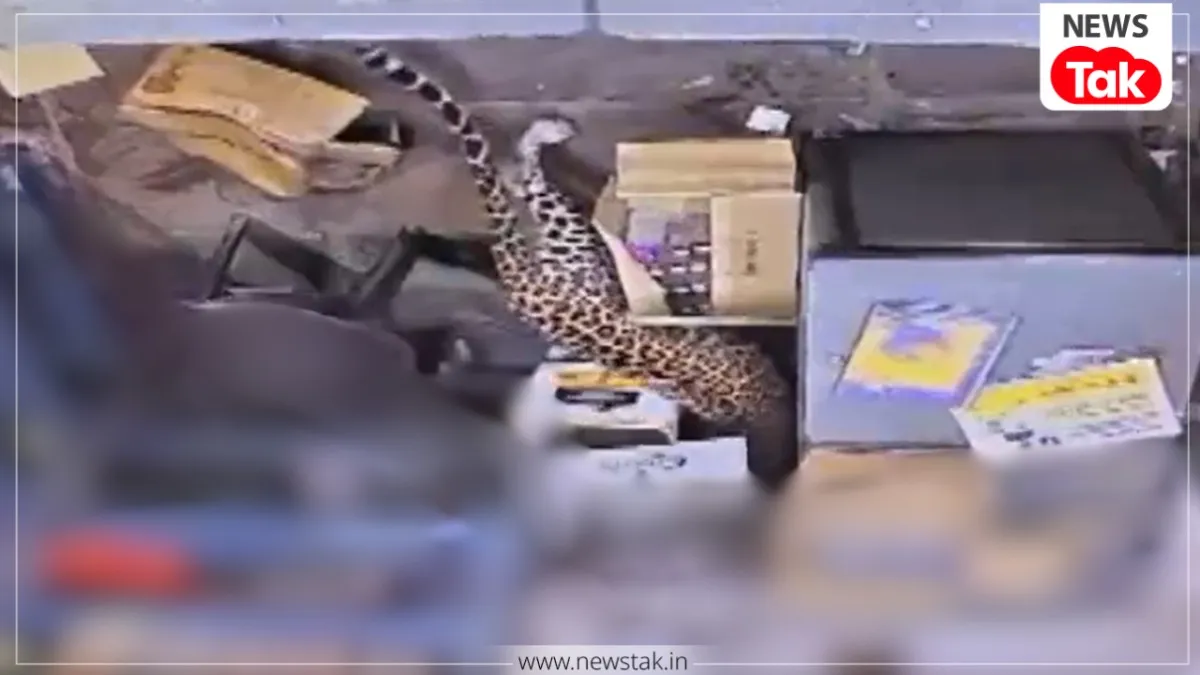 Leopard Trapped in Liquor Shop