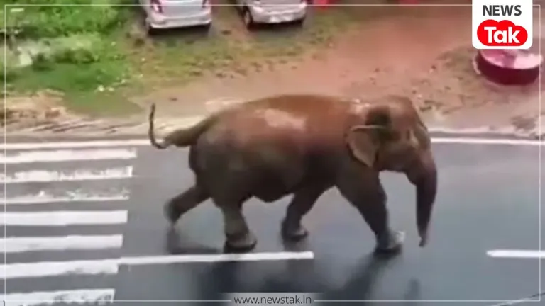 छत्तीसगढ़ की सीमा से आए 50 गजराज, गढ़वा के 24 गांवों की उड़ गई नींद, खौफ के साये में कट रही रातें हाथियों की वजह से घरों में कैद हैं लोग. (Photo: ITG)