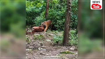 Corbett Tiger Attack Video: रामनगर में दिनदहाड़े बाघ ने घोड़े को बनाया शिकार