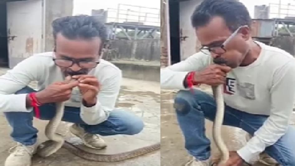 snake