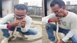 snake snake