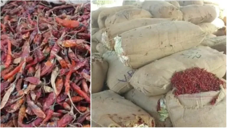 भीलवाड़ा मिर्च मंड़ी में लाल मिर्च के भाव हुए ‘लाल’, एक महीने में दोगुने हुए रेट फोटो: प्रमोद तिवारी