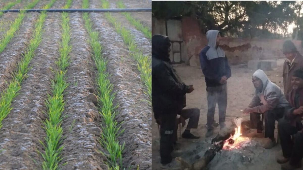 फतेहपुर: सीजन का सबसे ठंडा दिन, खेतों में जमी ओस की बूंदे NewsTak